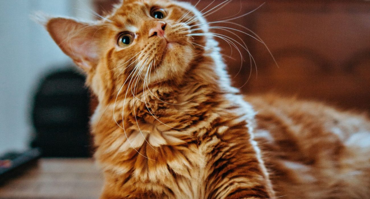 amber-kipp-75715CVEJhI-unsplash amber-kipp-75715CVEJhI-unsplash